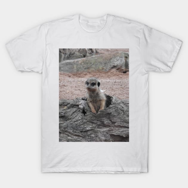 Meerkat T-Shirt by kirstybush